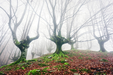 forest with fog with twisted trees