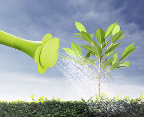 watering young tree