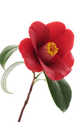 Kurostubaki, black red camellia isolated on white background