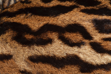 closeup of ocelot fur texture