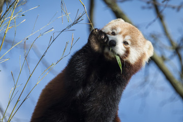 Fototapeta premium Red Panda