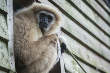Obraz premium Gibbon staring
