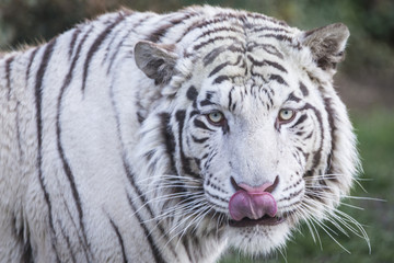 Plakat White tiger portrait