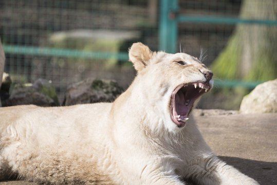 Lion Cub Yawning