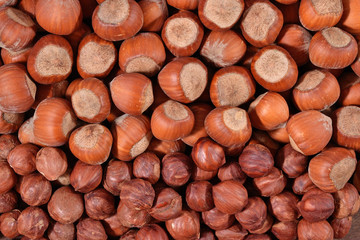 Heap of hazelnuts