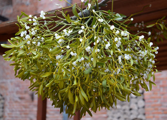 Drying of a mistletoe white (Viscum album L. )