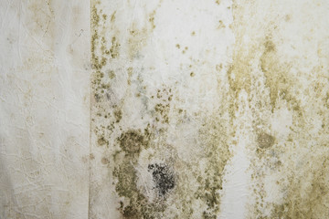 Mildewed Walls