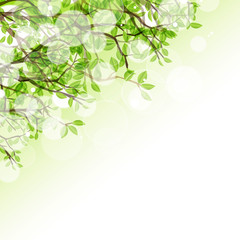 Fototapeta premium 光りと樹木