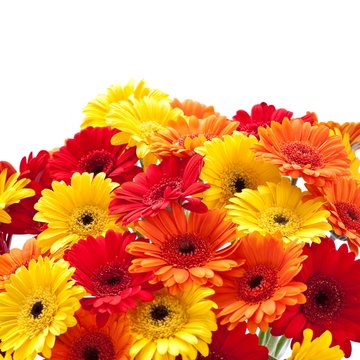 Gerberas