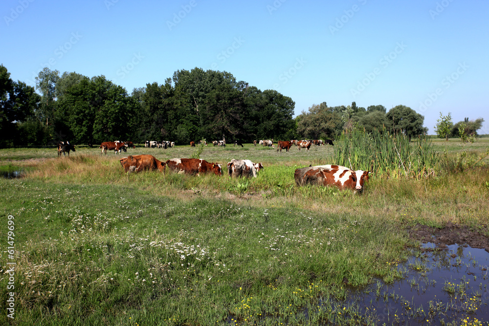 Wall mural cows in pasture