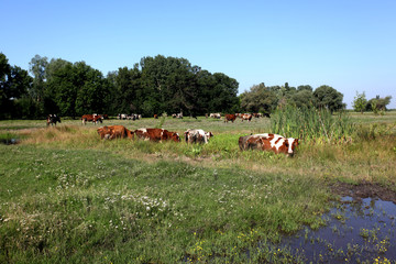 Cows in pasture