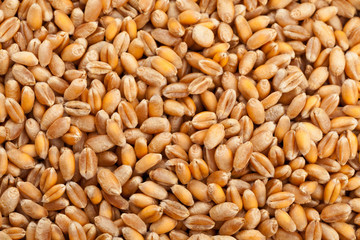 Wheat seed background