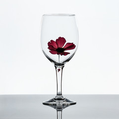Wine glass with reflection of flower