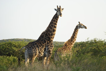 Animaux d'Afrique