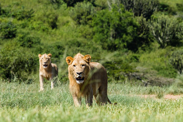 Naklejka premium Young Male Lions Aggressive