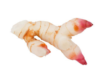 Greater galangal isolated on the white background