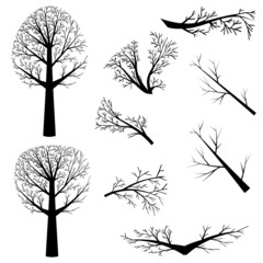 Obraz premium Bare trees silhouette