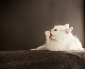 White cat licking its paw