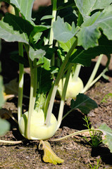 kohlrabi