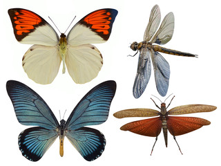 insects butterfly, dragonfly, grasshopper, dragonfly