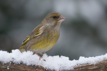 Greenfinch sitting on a branch with snow
