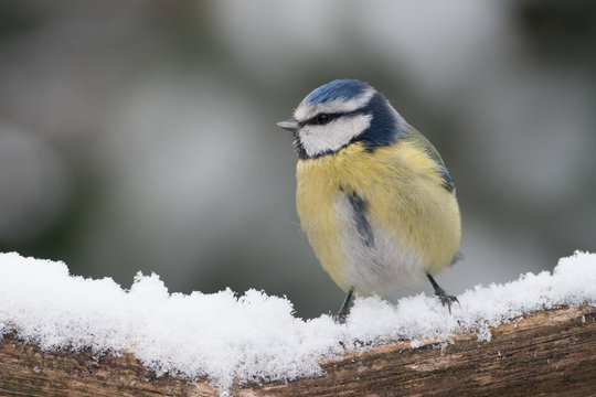Blue tit sitting on a branch with snow