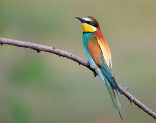 European Bee-eater
