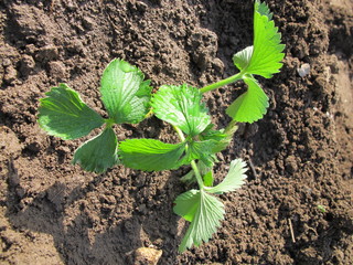 Cultivar garden strawberry planted and watered just now
