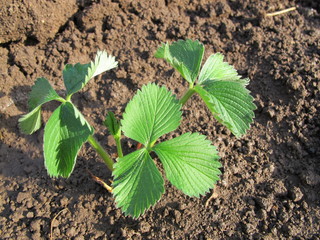 Cultivar garden strawberry planted and watered just now