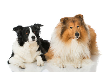 Zwei Hunde - Two dogs