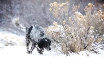 Foto auf Alu-Dibond Jagd im Schnee © Michael Ireland