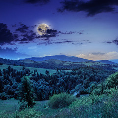 Obraz na płótnie Canvas pine trees near valley in mountains on hillside at night