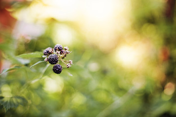 Blackberry.