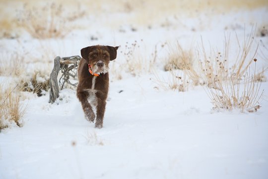 Working Pudelpointer