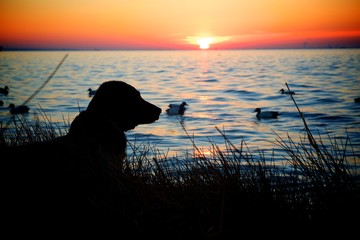 chien de chasse au coucher du soleil