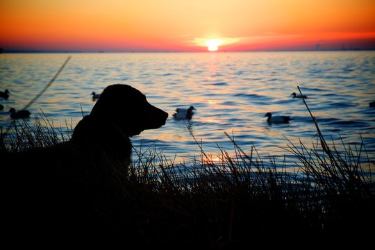 hunting dog by the sunset