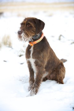 Sitting Pudelpionter