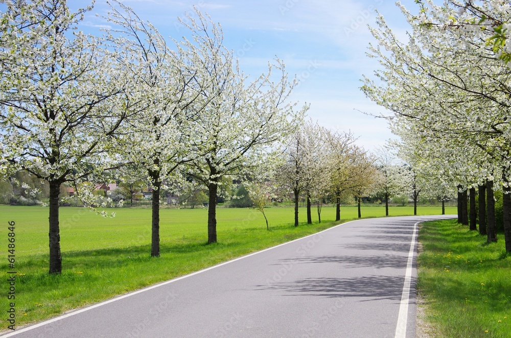 Poster kirschbluetenallee - cherry blossom avenue 02