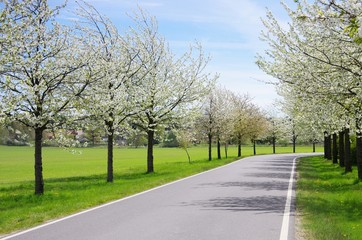 Kirschbluetenallee - cherry blossom avenue 02