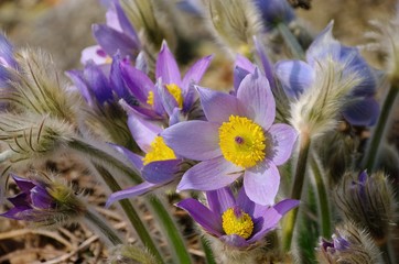 Kuechenschelle - pasque flower 17