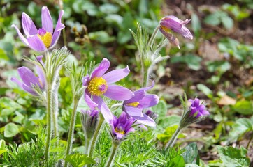 Kuechenschelle - pasque flower 18