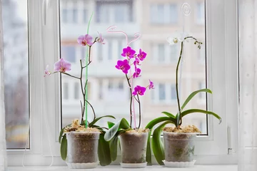 Foto op Canvas orchid plants by the window © otsphoto