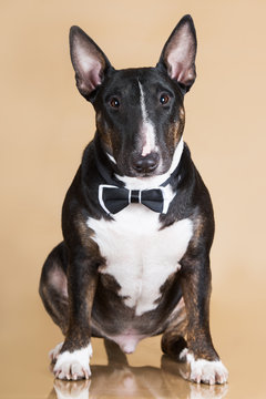 english bull terrier dog in a bow tie