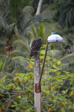 Vulture in Las Terrazas, Cuba