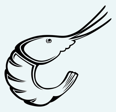 Boiled shrimp sketch isolated on blue background