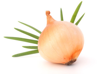 Onion bulb