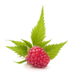 Sweet raspberry isolated on white background cutout