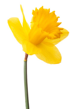 Daffodil flower or narcissus isolated on white background cutout