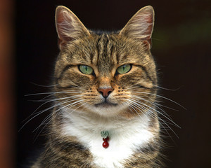 Obraz premium Cat