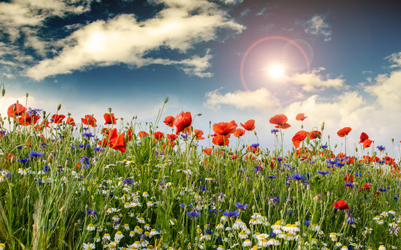 Klatschmohn, Kornblumen und Kamille :)